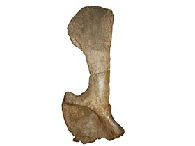 Schulterblatt des Giraffatitan / © Uwe Jelting. Creative Commons 4.0 International (CC BY 4.0) Schulterblatt des Giraffatitan / © Uwe Jelting. Creative Commons 4.0 International (CC BY 4.0)