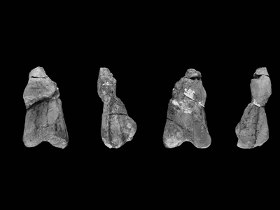Teile des Femur / © Smith & Pol. Creative Commons 4.0 International (CC BY 4.0) Teile des Femur / © Smith & Pol. Creative Commons 4.0 International (CC BY 4.0)
