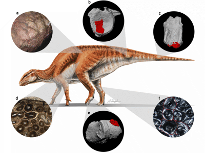 Gobihadros / © Słowiak et al. Gobihadros / © Słowiak et al.