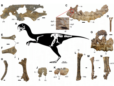 Fossilien des Gobiraptor / © Lee et al. Creative Commons 4.0 International (CC BY 4.0)