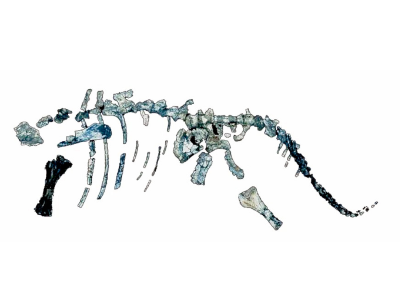 Skelett des Gondwanatitan / ©  Nascimento et al.