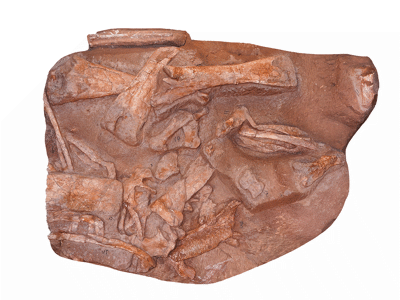 Fossilblock / Bild ist gemeinfrei 