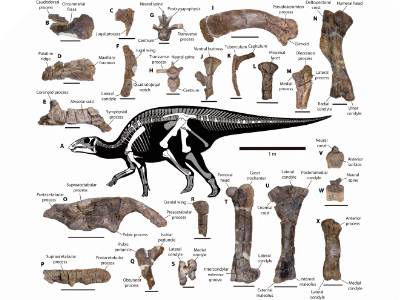 Fossilien / © Alarcón-Muñoz et al. Creative Commons 4.0 International (CC BY 4.0)