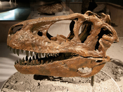 Schädel des Gorgosaurus / Kabacchi. Creative Commons 2.0 Generic (CC BY 2.0) Schädel des Gorgosaurus / Kabacchi. Creative Commons 2.0 Generic (CC BY 2.0)