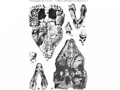 Fossilien des Goyocephale / Perle et al. Creative Commons 4.0 International (CC BY 4.0)