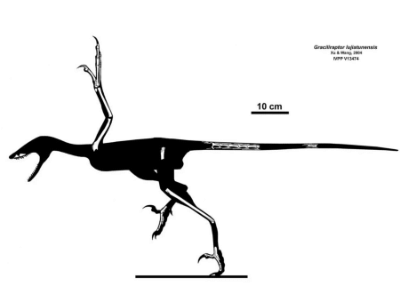 Graciliraptor / © Jaime Headden. Creative Commons NonCommercial-ShareAlike 3.0 Unported (CC BY-NC-SA 3.0) Graciliraptor / © Jaime Headden. Creative Commons NonCommercial-ShareAlike 3.0 Unported (CC BY-NC-SA 3.0)
