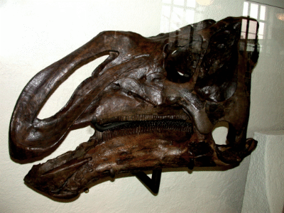 Schädel des Gryposaurus / © Steve Lew. Creative Commons NonCommercial-ShareAlike 2.0 Generic (CC BY-NC-SA 2.0) Schädel des Gryposaurus / © Steve Lew. Creative Commons NonCommercial-ShareAlike 2.0 Generic (CC BY-NC-SA 2.0)