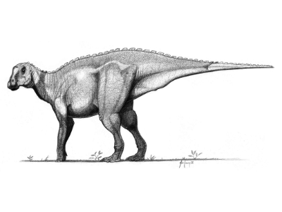 Gryposaurus / John Conway. Creative Commons NonCommercial-NoDerivs 3.0 Unported (CC BY-NC-ND 3.0) Gryposaurus / John Conway. Creative Commons NonCommercial-NoDerivs 3.0 Unported (CC BY-NC-ND 3.0)