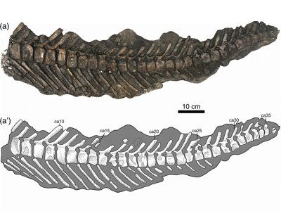Schwanzwirbel / © Mallon et al. Schwanzwirbel / © Mallon et al.