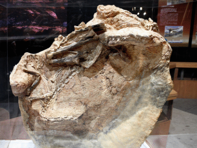 Fossil des Guanlong / © Kabacch Fossil des Guanlong / © Kabacchi. Creative Commons 2.0 Generic (CC BY 2.0)