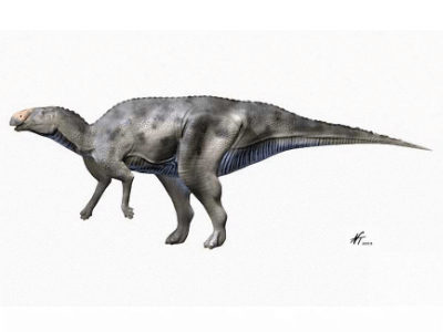 Hadrosaurus / © N. Tamura. Verwendet mit freundlicher Genehmigung des Autors. Hadrosaurus / © N. Tamura. Verwendet mit freundlicher Genehmigung des Autors.