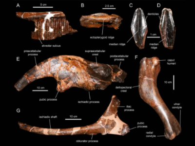 Fossilien / © Prieto-Márquez et al.. Fossilien / © Prieto-Márquez et al.