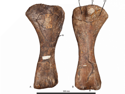 Linker Humerus des Haestasaurus / © Upchurch et al. Creative Commons 4.0 International (CC BY 4.0)