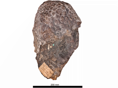 Hautabdruck des Haestasaurus / © Upchurch et al. Creative Commons 4.0 International (CC BY 4.0)