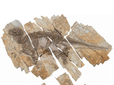 Skelett des Haolong / © Thierry Hubin