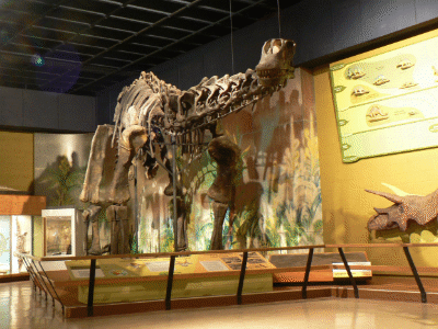 Skelett des Haplocanthosaurus / Stuart Spivack. Creative Commons ShareAlike 2.0 Generic (CC BY-SA 2.0) Skelett des Haplocanthosaurus / Stuart Spivack. Creative Commons ShareAlike 2.0 Generic (CC BY-SA 2.0)