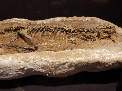 Fossil des Haplocheirus / © Kumiko Fossil des Haplocheirus / © Kumiko