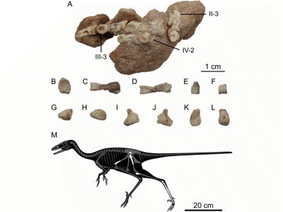 Holotyp / © Sungjin Lee et al. Holotyp / © Sungjin Lee et al.