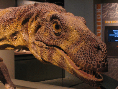 Modell des Herrerasaurus / Brian Smith. Creative Commons NonCommercial-ShareAlike 2.0 Generic (CC BY-NC-SA 2.0) Modell des Herrerasaurus / Brian Smith. Creative Commons NonCommercial-ShareAlike 2.0 Generic (CC BY-NC-SA 2.0)