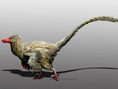 Hesperonychus / © N. Tamura. Verwendet mit freundlicher Genehmigung des Autors. Hesperonychus / © N. Tamura. Verwendet mit freundlicher Genehmigung des Autors.
