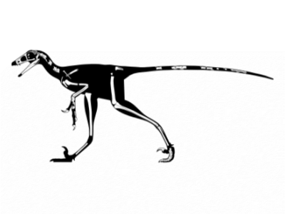 Skelettelemente / © Hartman et al. Creative Commons 4.0 International (CC BY 4.0) Skelettelemente / © Hartman et al. Creative Commons 4.0 International (CC BY 4.0)