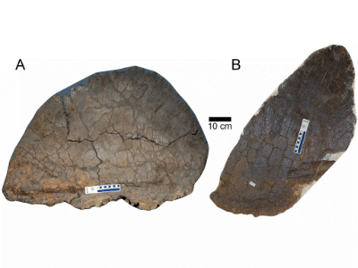 Rückenplatten des Hesperosaurus / E. T. Saitta. Creative Commons 4.0 International (CC BY 4.0) Rückenplatten des Hesperosaurus / E. T. Saitta. Creative Commons 4.0 International (CC BY 4.0)