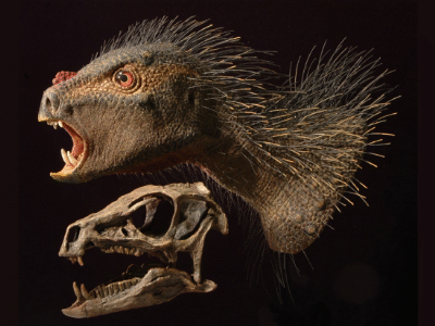 Heterodontosaurus / Bild: Tyler Keillor. Creative Commons CC0 1.0 Universal (CC0 1.0) Public Domain Dedication Heterodontosaurus / Bild: Tyler Keillor. Creative Commons CC0 1.0 Universal (CC0 1.0) Public Domain Dedication