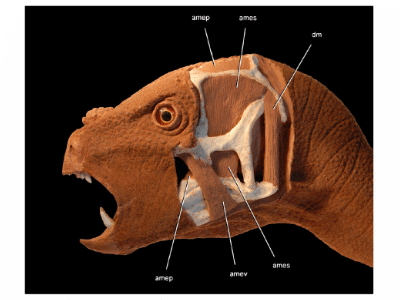 Kiefer-Adduktorenmuskulatur des Heterodontosaurus / Paul Sereno. Creative Commons 4.0 International (CC BY 4.0) Kiefer-Adduktorenmuskulatur des Heterodontosaurus / Paul Sereno. Creative Commons 4.0 International (CC BY 4.0)