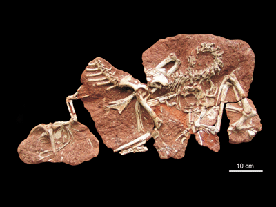 Fossil des Heyuannia / © Qiu et al. Fossil des Heyuannia / © Qiu et al.