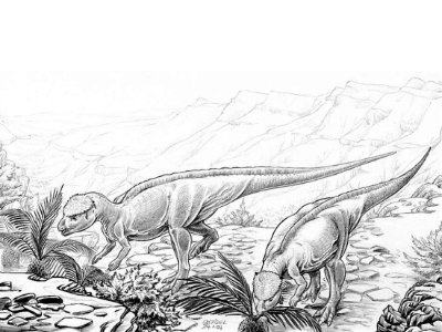 Homalocephale / © Luc J. Bailly Homalocephale / © Luc J. Bailly. Verwendet mit freundlicher Genehmigung des Autors.