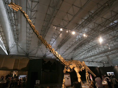 Skelett des Huabeisaurus / © Kabacchi. Creative Commons 2.0 Generic (CC BY 2.0) Skelett des Huabeisaurus / © Kabacchi. Creative Commons 2.0 Generic (CC BY 2.0)