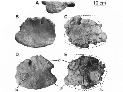 Coracoid des Huabeisaurus / © D'Emic et al. Creative Commons 4.0 International (CC BY 4.0) Coracoid des Huabeisaurus / © D'Emic et al. Creative Commons 4.0 International (CC BY 4.0)
