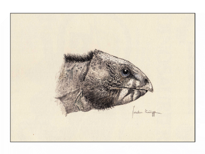 Hualianceratops / © Joschua Knüppe. Verwendet mit freundlicher Genehmigung des Autors Hualianceratops / © Joschua Knüppe. Verwendet mit freundlicher Genehmigung des Autors