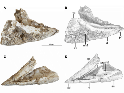 Mandibula des
Hualianceratops
/ © Han et al. Creative Commons 4.0 International (CC BY 4.0) Mandibula des
Hualianceratops / © Han et al. Creative Commons 4.0 International (CC BY 4.0)