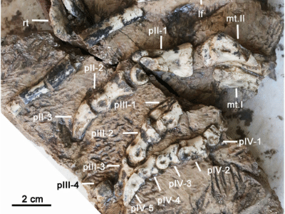 Fossilien des 
Hualianceratops
 / Han et al. Creative Commons 4.0 International (CC BY 4.0)