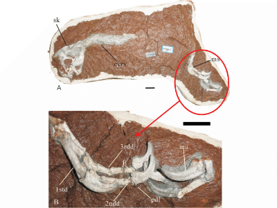 Holotyp des Huanansaurus / © Lü et al. Creative Commons 4.0 International (CC BY 4.0) Holotypl des Huanansaurus / © Lü et al. Creative Commons 4.0 International (CC BY 4.0)