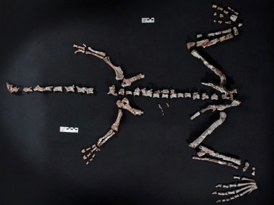 Fossil / © Gentileza del equipo de investigación  Fossil / © Gentileza del equipo de investigación