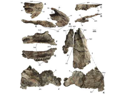 Schädelelemente des Hungarosaurus / Ösi et al. Creative Commons 4.0 International (CC BY 4.0)