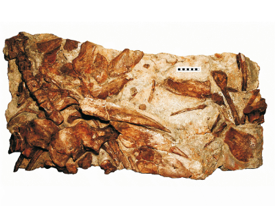 Holotyp des Hylaeosaurus / Sachs & Hornung. Creative Commons 4.0 International (CC BY 4.0) Holotyp des Hylaeosaurus / Sachs & Hornung. Creative Commons 4.0 International (CC BY 4.0)