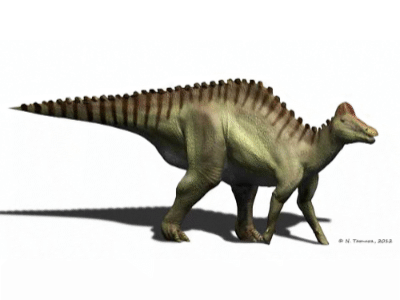 Hypacrosaurus / © N. Tamura. Verwendet mit freundlicher Genehmigung des Autors. Hypacrosaurus / © N. Tamura. Verwendet mit freundlicher Genehmigung des Autors.
