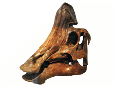 Schädel des Hypacrosaurus / Vince Smith. Creative Commons 2.0 Generic (CC BY 2.0) Schädel des Hypacrosaurus / Vince Smith. Creative Commons 2.0 Generic (CC BY 2.0)
