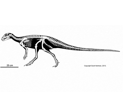 Hypsilophodon / © Scott Hartman. Verwendet mit freundlicher Genehmigung des Autors.