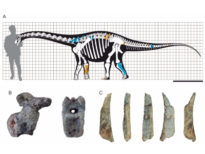 Rekonstruktion des Ibirania / © Nascimento et al.
