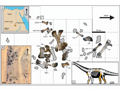 Fossilien / © Gorscaket al. Fossilien / © Gorscaket al.