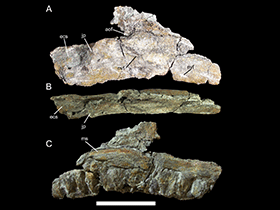 Unterkiefer des Iguanacolossus / © McDonald et al. CC0 1.0 Universal (CC0 1.0) Public Domain Dedication Unterkiefer des Iguanacolossus / © McDonald et al. CC0 1.0 Universal (CC0 1.0) Public Domain Dedication