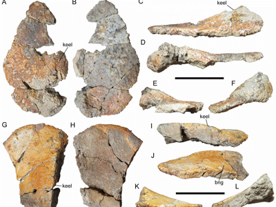 Osteodermen des Invictarx / McDonald​ & Wolfe. Creative Commons 4.0 International (CC BY 4.0)