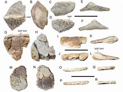 Osteodermen des Invictarx / McDonald​ & Wolfe. Creative Commons 4.0 International (CC BY 4.0)