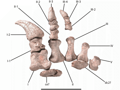 rechte Hand / © Peyre de Fabregues et al. rechte Hand / © Peyre de Fabregues et al.