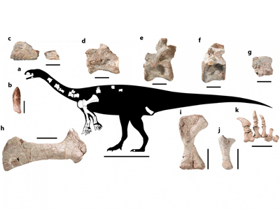 Fossilien / Peyre de Fabregues et al. Creative Commons 4.0 International (CC BY 4.0)