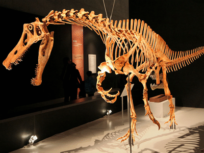 Rekonstruktion des Irritator / © Kabacchi. Creative Commons 2.0 Generic (CC BY 2.0) Rekonstruktion des Irritator / © Kabacchi. Creative Commons 2.0 Generic (CC BY 2.0)